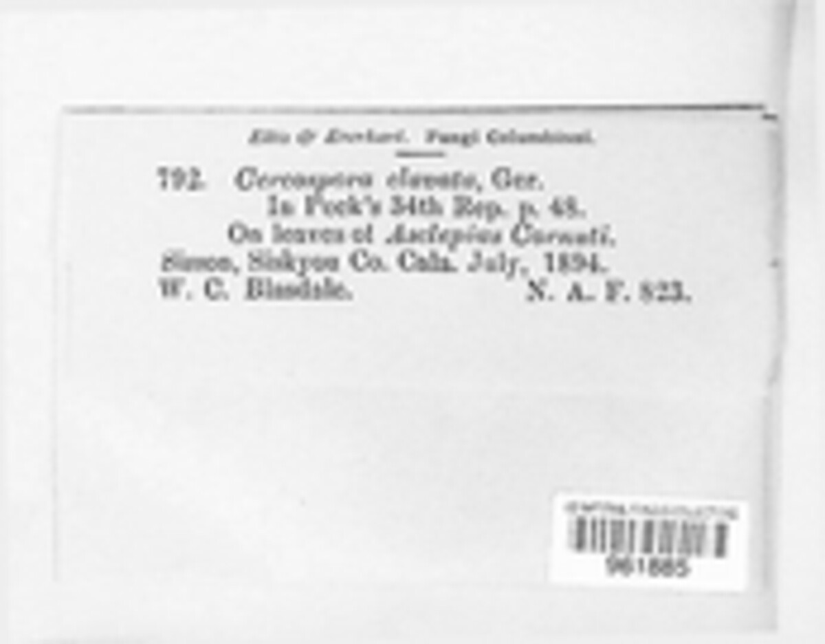 Passalora clavata image